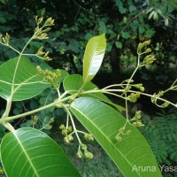 Anodendron parviflorum (Roxb.) I.M.Turner